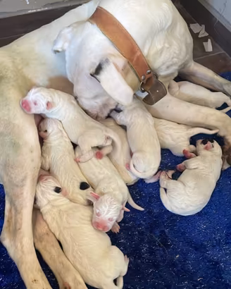 Cuccioli Dogo argentino X pastore Caucaso