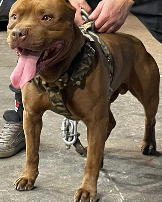 Disponibile per monta