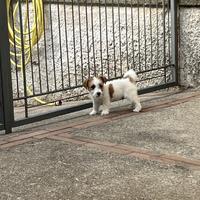 Cuccioli Jack russell terrier pelo ruvido