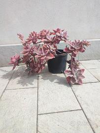 Splendida Graptopetalum adulta (pianta fantasma)