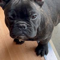 Bulldog francese femmina