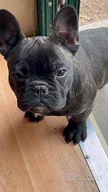 Bulldog francese femmina