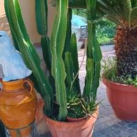 piante grasse in vaso di terracotta