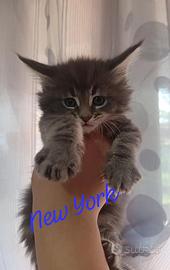 Maine coon kitten