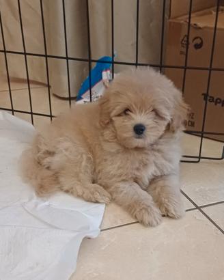 Barboncini toy/spitz di pomerania (Pomapoo)