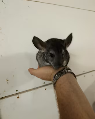 Cincillà