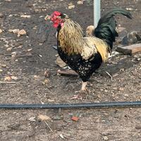 Galli incrociati ornamentali