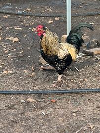 Galli incrociati ornamentali