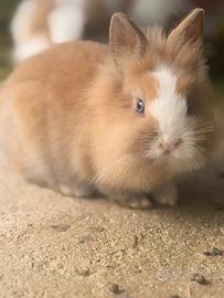 Mini coniglietto nano