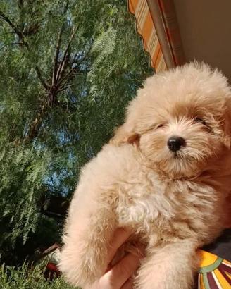 POMAPOO/Barboncino toy/spitz di pomerania