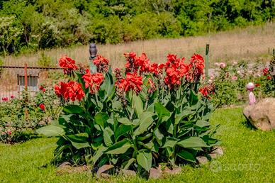 Canna indica pianta da giardino/palustre da lago