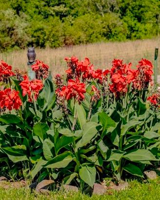 Canna indica pianta da giardino/palustre da lago
