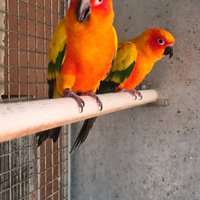 Pappagallo conuro del sole