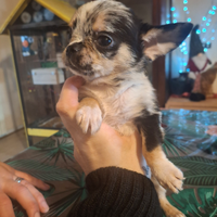 Chihuahua merle