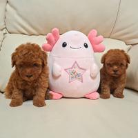 Cuccioli di barboncino toy