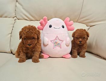 Cuccioli di barboncino toy