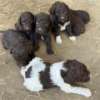 Disponibile cuccioli di lagotto romagnolo