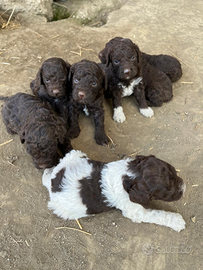 Disponibile cuccioli di lagotto romagnolo