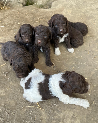 Disponibile cuccioli di lagotto romagnolo