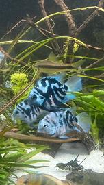 Blue polar parrot