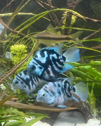Blue polar parrot