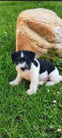 jack Russell 