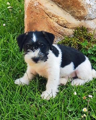 jack Russell 