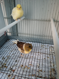 Canarino gloster maschio