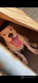 Cucciolo dogo argentino