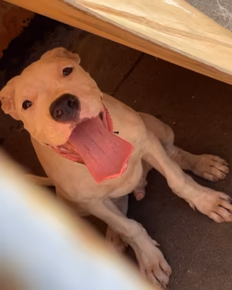 Cucciolo dogo argentino