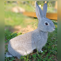 Conigli grigio di calmagnola puri