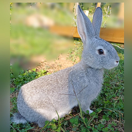 Conigli grigio di calmagnola puri