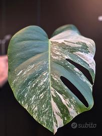 Monstera Deliciosa Variegata 