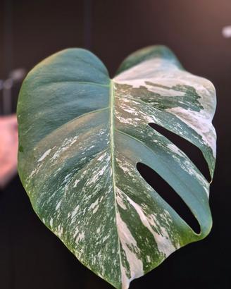 Monstera Deliciosa Variegata 