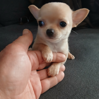 Chihuahua mini mini toy