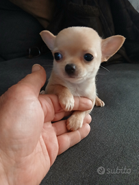 Chihuahua mini mini toy