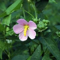 Semi Ibisco litorale