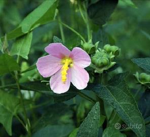 Semi Ibisco litorale