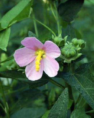 Semi Ibisco litorale