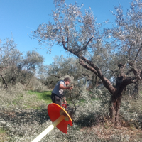 Potatura professionale Olivo e Alberi da frutto