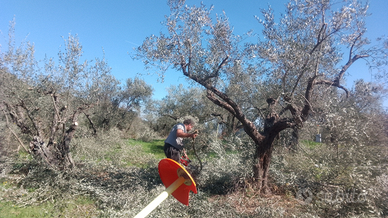 Potatura professionale Olivo e Alberi da frutto