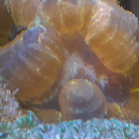 Acquario marino