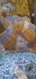 Acquario marino