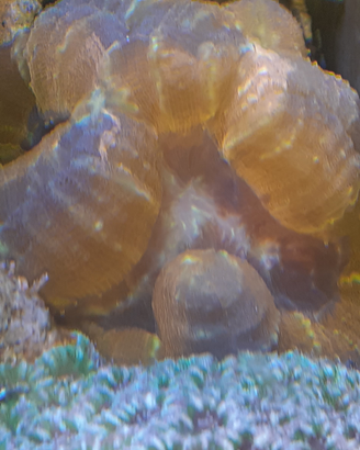 Acquario marino