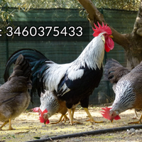 Galline Galli Livornesi collo argento