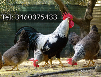 Galline Galli Livornesi collo argento