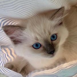 Cucciola Ragdoll