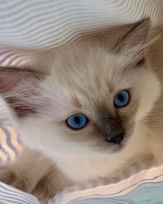 Cucciola Ragdoll