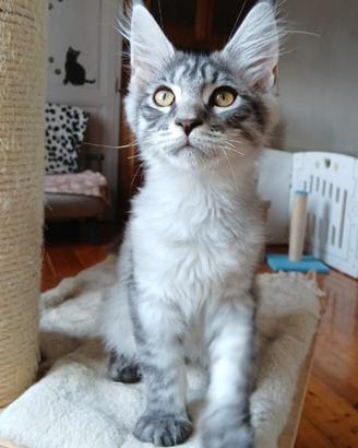 Cuccioli di Maine Coon con pedigree