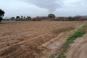 Terreno agricolo ( Anzio)